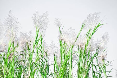 Flowers of grass with skyの写真素材