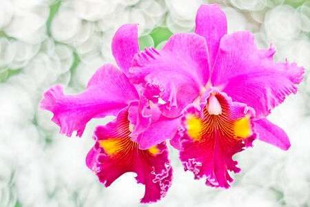 Red orchid isolated on whiteの写真素材