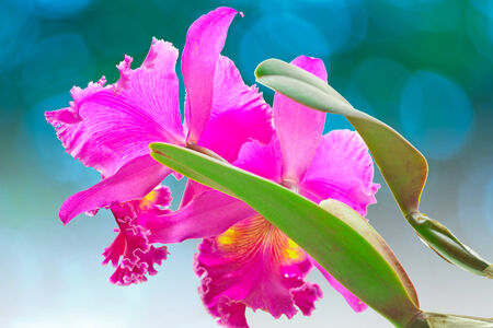 Red orchid isolated on blueの写真素材
