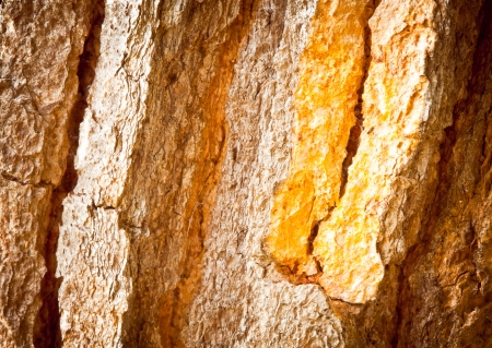 The old tree texture, Backgroundの写真素材