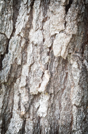 The old tree texture, Background
