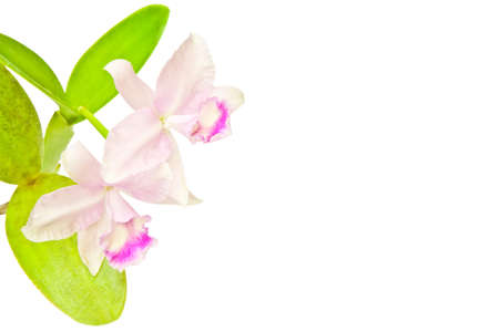 Bouquet of pink orchids isolated on whiteの写真素材
