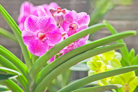 Red orchid, Flowersの写真素材