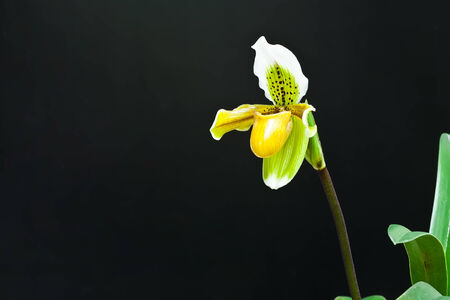 Yellow lady slipper orchids isolated on blackの写真素材
