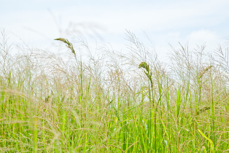 Meadow and skyの写真素材