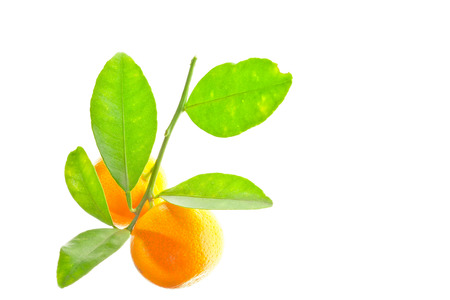 Orange with leaves isolated on whiteの写真素材
