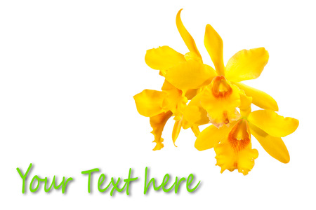 Yellow cattleya orchid isolated on whiteの写真素材