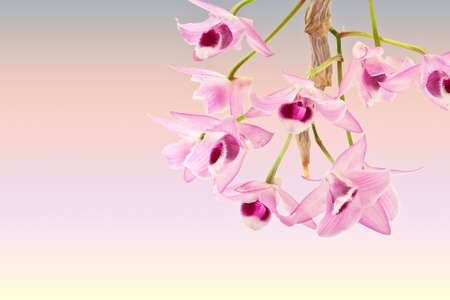 Purple orchid isolated on whiteの写真素材