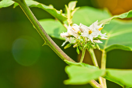 Eggplant white flower is a vegetableの写真素材