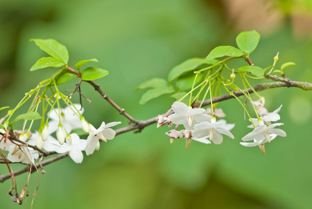 Thai white flowers and green leavesの写真素材