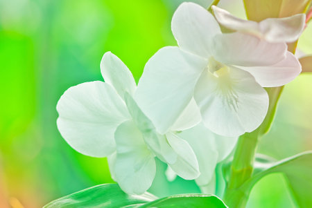 White orchid on green backgroundの写真素材
