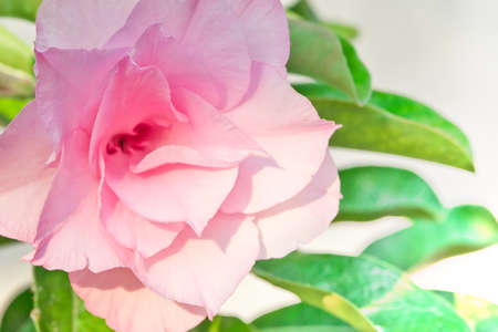 Pink desert rose or Impala lily