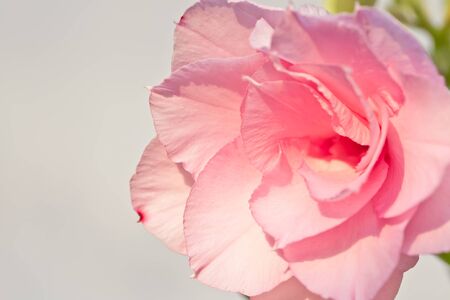 Pink desert rose or Impala lilyの写真素材