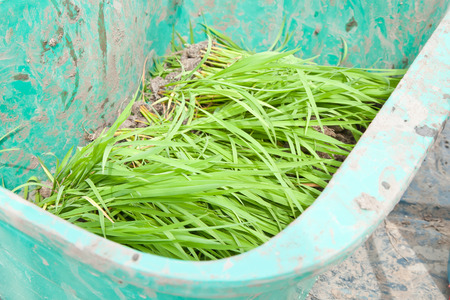 Rice seedlings in the cultivatedの写真素材