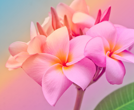 Pink and yellow Plumeria spp. (frangipani flowers, Frangipani, Pagoda tree or Temple tree) on natural lightの写真素材
