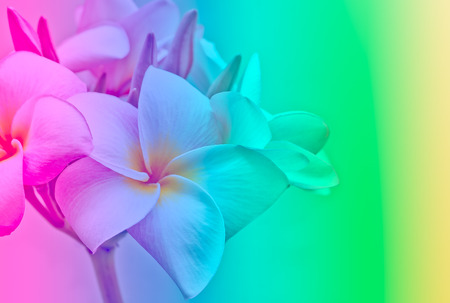 Pink and yellow Plumeria spp. (frangipani flowers, Frangipani, Pagoda tree or Temple tree) on natural lightの写真素材