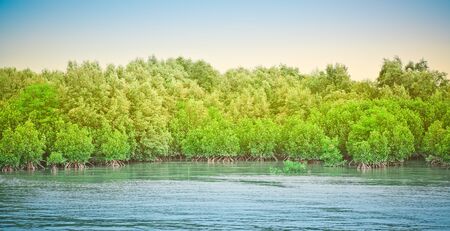 Mangrove forest at Chonburi Thailandの写真素材