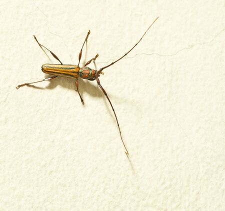 Insect on the concrete wall