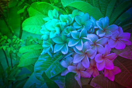 Plumeria after the rainの写真素材