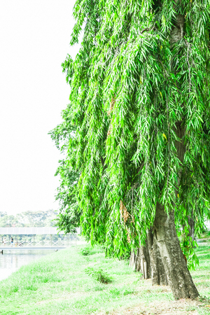 The mast tree , Cemetery tree isolated on whiteの写真素材
