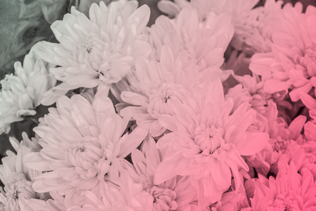 Beautiful pink chrysanthemum flowers patternの写真素材