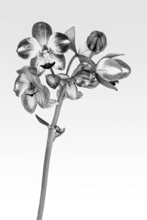 Pink ground orchid isolated on whiteの写真素材