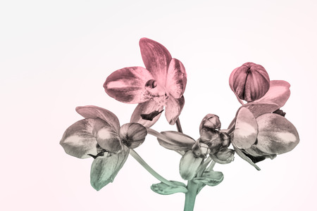 Pink ground orchidの写真素材