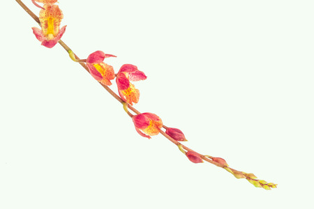 PinPink oncidium orchid isolated on whiteの写真素材