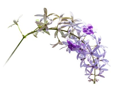 Petrea volubilis L. isolated on whiteの写真素材