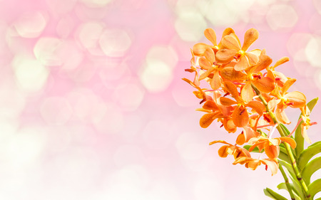 Blossom orange vanda orchids isolated on yellowの写真素材