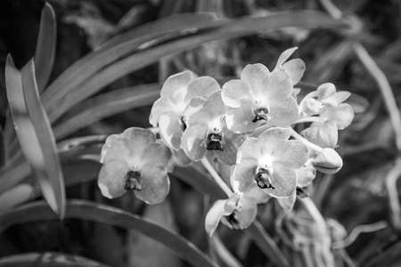 Black and white ascocentrum. php orchid flowerの写真素材