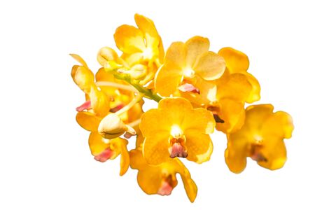 Yellow ascocentrum. php orchid flowerの写真素材