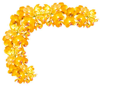 Yellow ascocentrum. php orchid flowerの写真素材