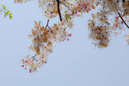 Cassia bakeriana flowers in natural backgroundの写真素材