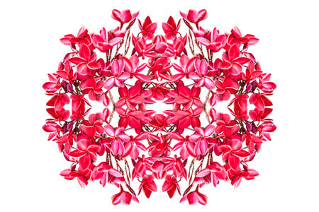 Group of red plumeria flowers isolated on whiteの写真素材