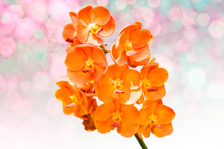 Orange vanda orchidの写真素材