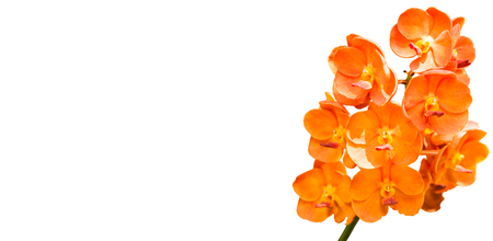 Orange vanda orchidの写真素材