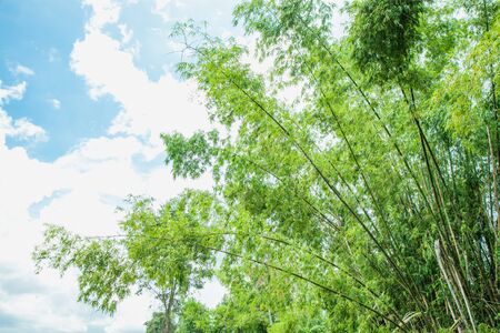 Baboo tree and blue skyの写真素材
