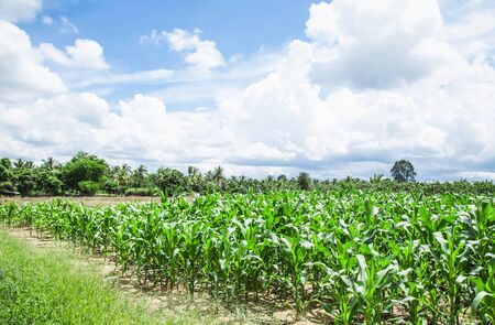 Corn field and blue skyの写真素材