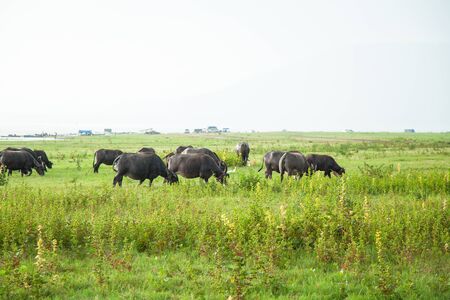 Buffalo prairie in natural Thailandの写真素材