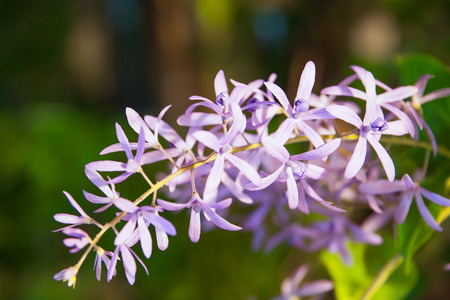 Petrea racemosa, Purple wreath or sandpaper vine flowersの写真素材