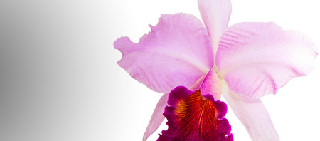 Pink cattleya isolated on white, Orchidsの写真素材