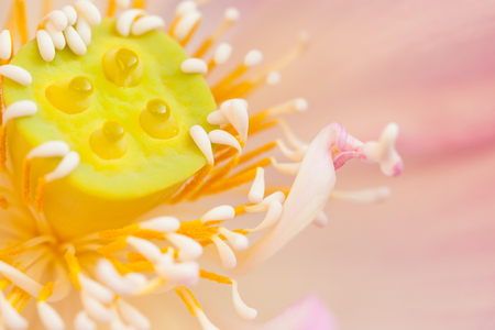 Lotusの写真素材