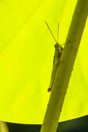 Grasshopper in natural lightの写真素材