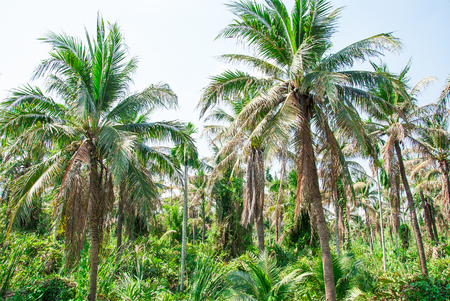 Landscape of coconut tree groupの写真素材