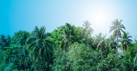 Coconut tree with green gardenの写真素材