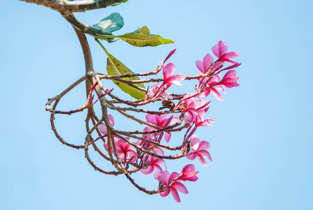 Beautiful pink frangipani flower with blue sky, Plumeria flowersの写真素材