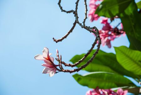 Beautiful pink frangipani flower with blue sky, Plumeria flowersの写真素材