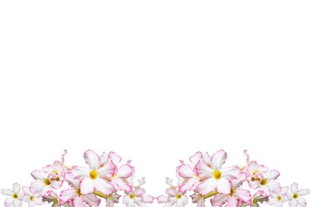 Desert Rose, Impala Lily, Mock Azalea Flowers isolated on whiteの写真素材
