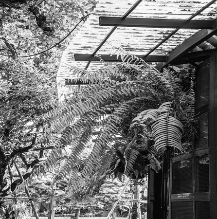 Houseplant fern with long green leaves, Backgroundsの写真素材